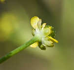 Low spearwort